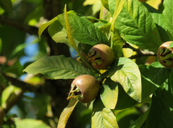 В Краснодарском крае появились плоды экзотической мушмулы