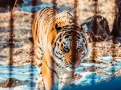 Зверьё моё: тигр Амур, друг козла Тимура, переедет в Краснодар  