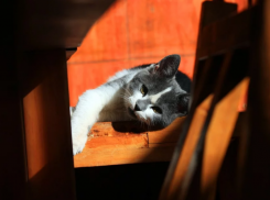  На Кубани потеплеет 