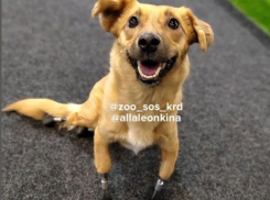 Киберсобака из Краснодара с четырьмя протезами не улетела в Лондон из-за санкций