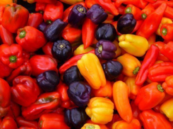 Импортный перец не пустили на Кубань из-за наличия в партии опасного вредителя
