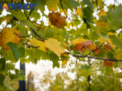 Важное в Краснодаре 30 ноября: Григорий Зимоуказатель. 88, 88. Кувыркаемся в снегу, покупаем и объединяем усилия