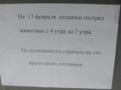 По 1570 рублей будут давать за голову бродячего животного в Краснодарском крае