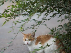  Дожди кончились, но кое-где на Кубани все-таки еще возможны 