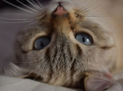 Снег на Кубани прекратится и начнет постепенно таять 