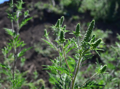 В Краснодаре начали косить амброзию