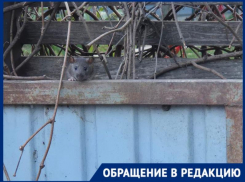 «Нам приходится жить с ними»: крысы заполонили мусорные баки в коттеджном экопоселке в Краснодаре  