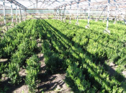 На Кубани будут восстанавливать леса на площади 600 га