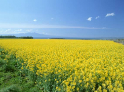  Новый сорт рапса вывели кубанские ученые 