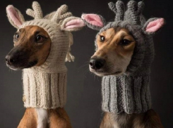 На Кубани ночью ударят морозы