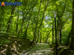 На границе Краснодарского края и Абхазии установили карантинную полосу