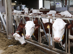 В Краснодарском крае увеличивают урожайность и численность КРС инновационными технологиями