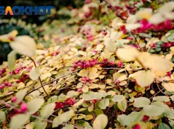 От язв до летального исхода: в Краснодарском крае назвали опасные осенние ягоды