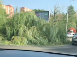  На дорогу и провода упало дерево в Краснодаре 