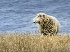 Плавающий в море баран вместе с хозяином попал на видео в Сочи 