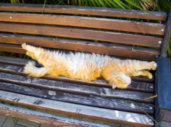 В городах Кубани в воскресенье теплее, чем в Барселоне