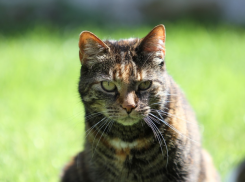 О дожде на Кубани можно пока забыть 