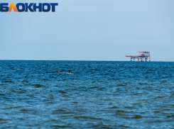 В Краснодарском крае за неделю погибли более 100 дельфинов