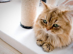 Дождливая, но теплая погода ожидается на Кубани