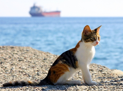 Жаркая пятница и теплые выходные ждут жителей Кубани