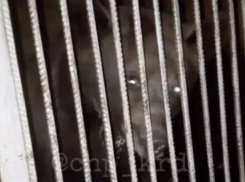 Голодный медведь в брошенной «Газели» возмутил краснодарцев