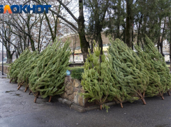 В Краснодаре переработают новогодние ёлки