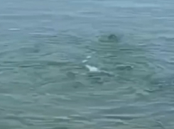 В Темрюкском районе «закипело» Азовское море