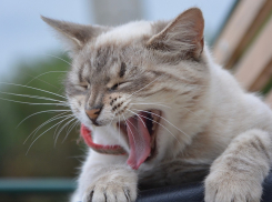 На Кубани поднимется ветер 