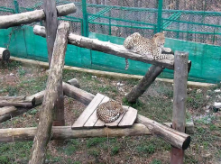 У леопардов Филу и Шива в Сочинском парке — весна и любовь