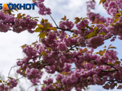 Загадочное дерево Краснодара: где посмотреть на самую красивую и невкусную вишню