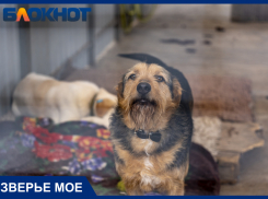 Власти Краснодарского края разъяснили запрет на кормление и уход за бездомными животными