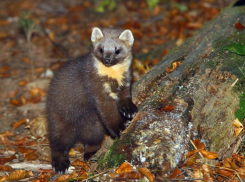 Зверье мое: жизнь куницы на Кубани