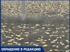Поле заброшенных пожелтевших кабачков нашли в Краснодарском крае
