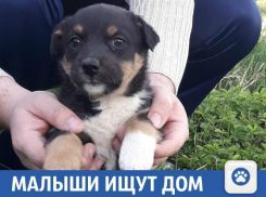 Малыши ищут дом в Краснодарском крае