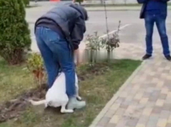 Глава СК России потребовал возбудить уголовное дело после нападения бультерьера без намордника на краснодарку