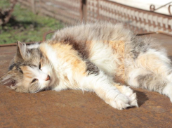 В Краснодаре 29 августа жара продержится до вечера