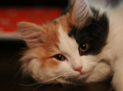 В Краснодарском крае спрогнозировали похолодание и дождь