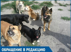 «Бездомные собаки стаями бегают около детсадов и школ!» - жительница Краснодара