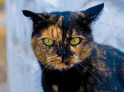 Переменная облачность и сильный ветер: погода на Кубани на 8 ноября