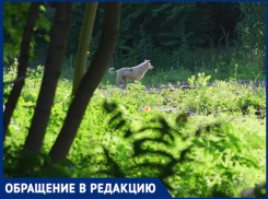 В Краснодаре ищут парня, который спас от собаки семейную пару