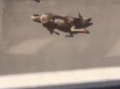 «Слабонервным не смотреть»: В Молодежном микрорайоне Краснодара отравляют собак ядом неизвестного происхождения 