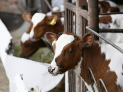 С начала года на Кубани выросло поголовье крупного рогатого скота