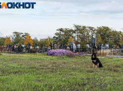 В Краснодарском крае за год умерли 642 бизнесмена 