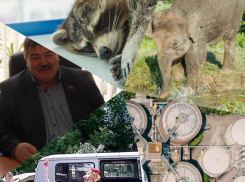 Итоги пятницы на Кубани: заксобрание решит спор о заборе, енот в алкомаркете и 50 млрд на очистительные сооружения 