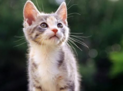 На Кубани солнечно, местами пройдут слабые дожди