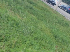 «Спасите аллергиков!»: Западный обход в Краснодаре зарастает амброзией