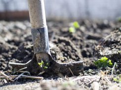 Весенние посадки в Краснодарском крае: как лучше использовать площадь огорода и получить высокий урожай овощей