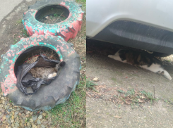 Делом о 10-ти найденных трупах кошек в Краснодаре занялась полиция 