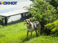 На Кубани подростку заплатили 50 тысяч за шрамы и психотравму после нападения собаки