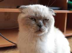 Очень сильные осадки прогнозируют на Кубани 